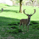 KOE_Wildpark Damhirsch und Frischlinge 6.jpg