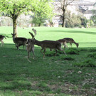KOE_Wildpark Damhirsch und Frischlinge 7.jpg