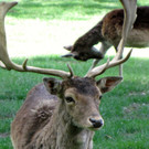 KOE_Wildpark Damhirsch und Frischlinge 8.jpg