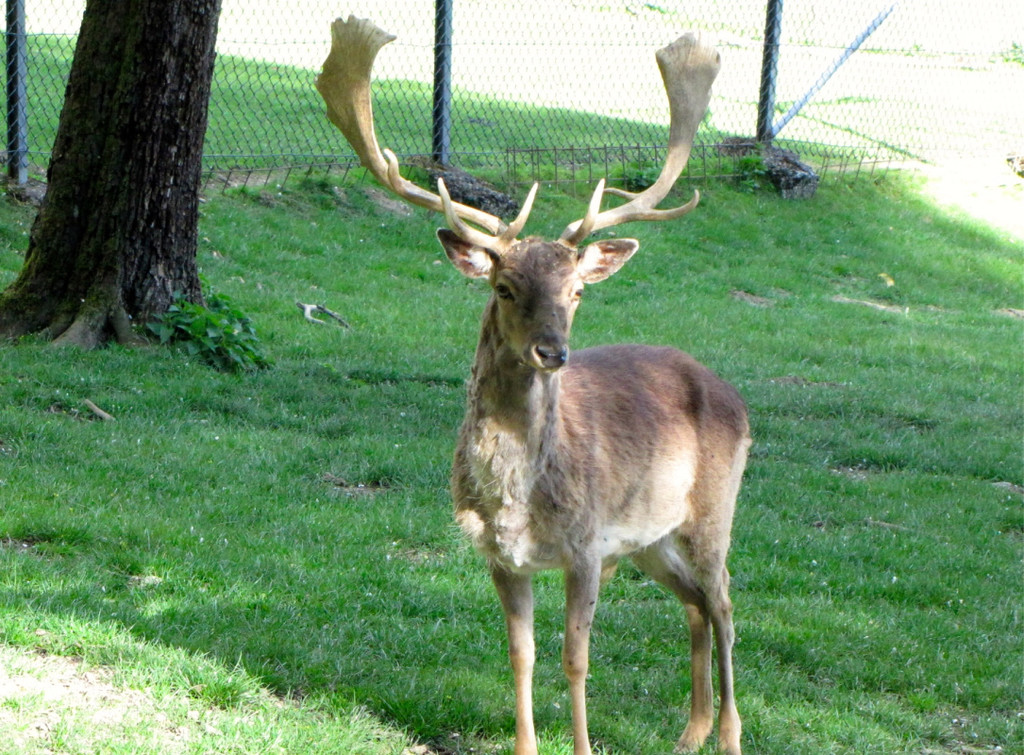 KOE_Wildpark Damhirsch und Frischlinge 10.jpg