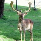 KOE_Wildpark Damhirsch und Frischlinge 10.jpg