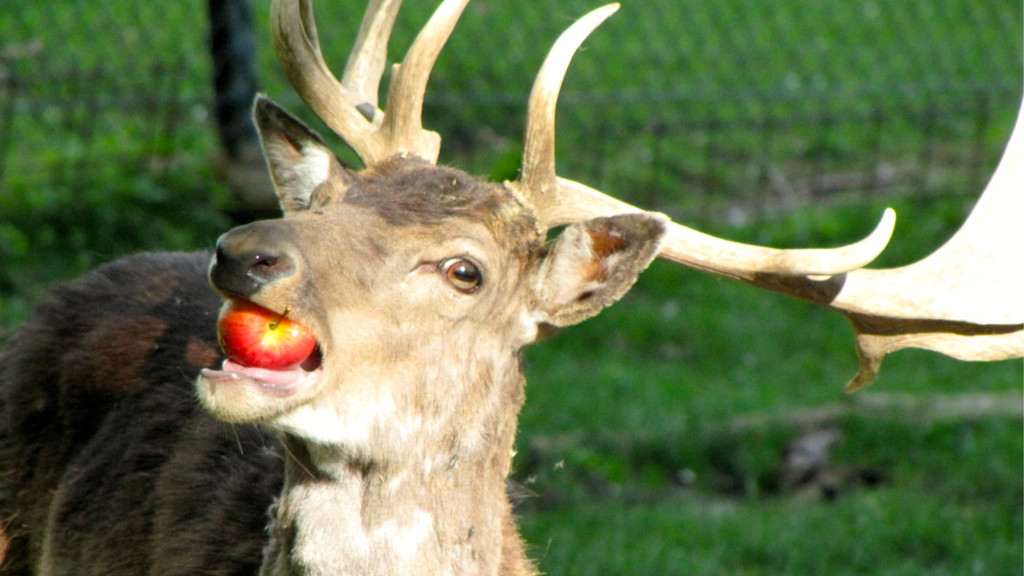 KOE_Wildpark Damhirsch und Frischlinge 11.jpg