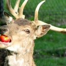 KOE_Wildpark Damhirsch und Frischlinge 11.jpg