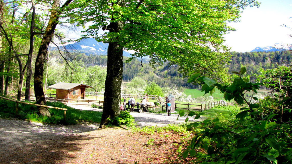 KOE_Wildpark Damhirsch und Frischlinge 15.jpg