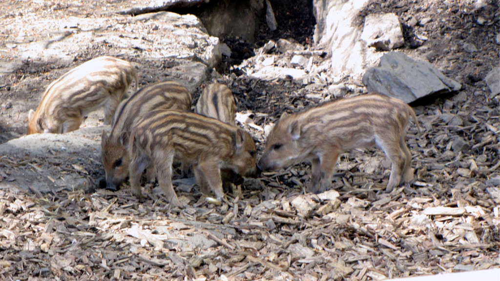 KOE_Wildpark Damhirsch und Frischlinge 19.jpg
