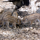 KOE_Wildpark Damhirsch und Frischlinge 19.jpg