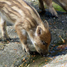 KOE_Wildpark Damhirsch und Frischlinge 20.jpg