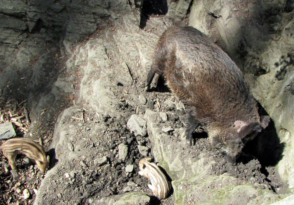 KOE_Wildpark Damhirsch und Frischlinge 21.jpg