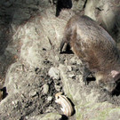 KOE_Wildpark Damhirsch und Frischlinge 21.jpg