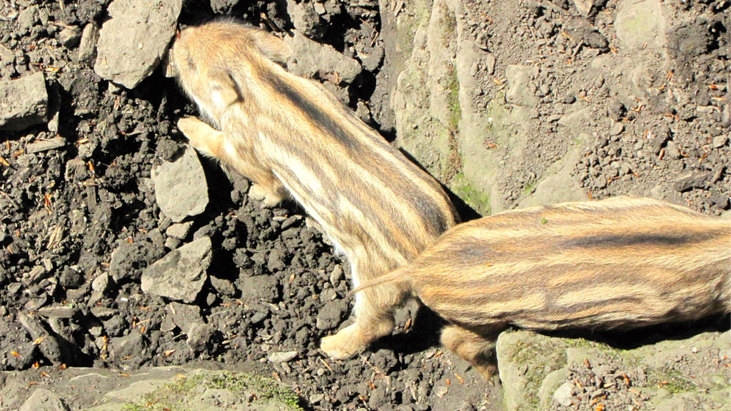KOE_Wildpark Damhirsch und Frischlinge 22.jpg