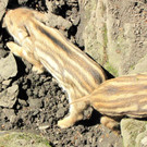 KOE_Wildpark Damhirsch und Frischlinge 22.jpg