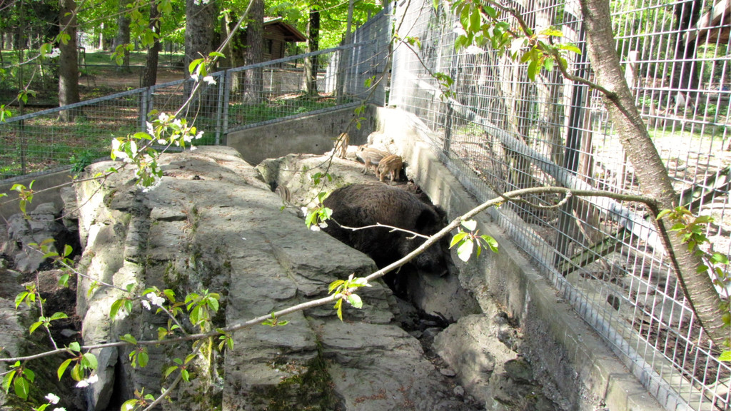 KOE_Wildpark Damhirsch und Frischlinge 23.jpg