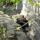 KOE_Wildpark Damhirsch und Frischlinge 23.jpg