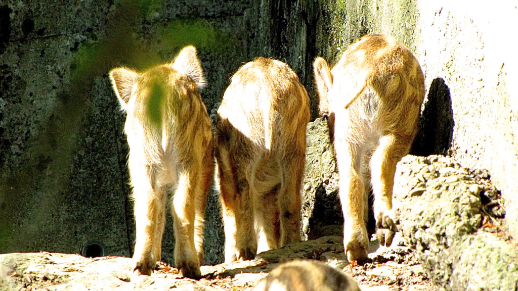 KOE_Wildpark Damhirsch und Frischlinge 24.jpg