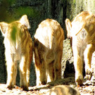 KOE_Wildpark Damhirsch und Frischlinge 24.jpg