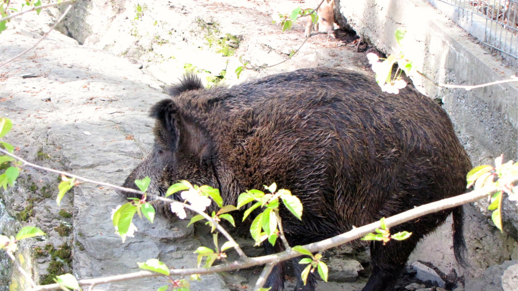 KOE_Wildpark Damhirsch und Frischlinge 25.jpg