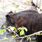 KOE_Wildpark Damhirsch und Frischlinge 25.jpg