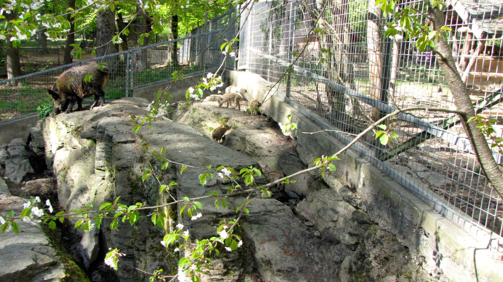 KOE_Wildpark Damhirsch und Frischlinge 26.jpg