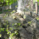 KOE_Wildpark Damhirsch und Frischlinge 26.jpg