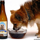 hund.jpg