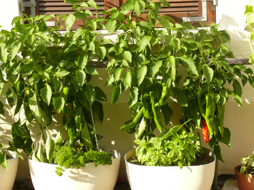 Gieselbrecht Josefine_ Kennelbach_ rh _9_.JPG