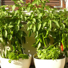 Gieselbrecht Josefine_ Kennelbach_ rh _9_.JPG