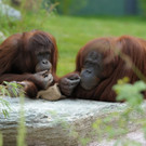 Orang-Utan-Dame Nonja im Tiergarten Schönbrunn
