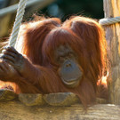 foto_111_ye_c_Norbert Potensky.jpg