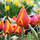Bunter Frühlingsstrauß