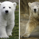 Eisbär Knut
