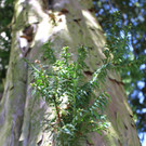 KOE_Burgruine Tosters 20.jpg