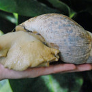 Riesenschnecken Tick, Trick und Track ziehen ins Haus des Meeres in Wien