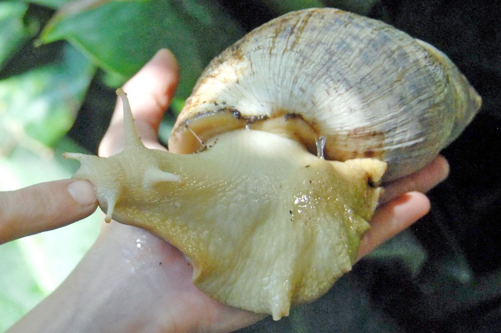 Achatschnecke2-MichaelK__ck.jpg