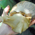 Achatschnecke2-MichaelK__ck.jpg