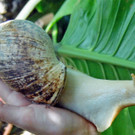 Achatschnecke3-MichaelK__ck.jpg