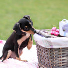 Wenn Hunde picknicken: Eindrücke