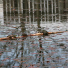 BK_weiher 9.jpg
