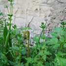 faktor NATUR wildes Eck _1_.JPG