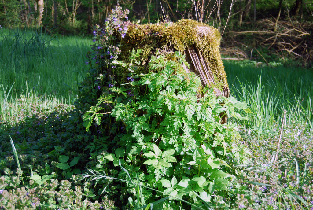faktor NATUR wildes Eck _3_.jpg
