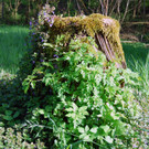 faktor NATUR wildes Eck _3_.jpg