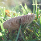 faktor NATUR wildes Eck _4_.JPG