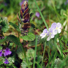 faktor NATUR wildes Eck _5_.jpg