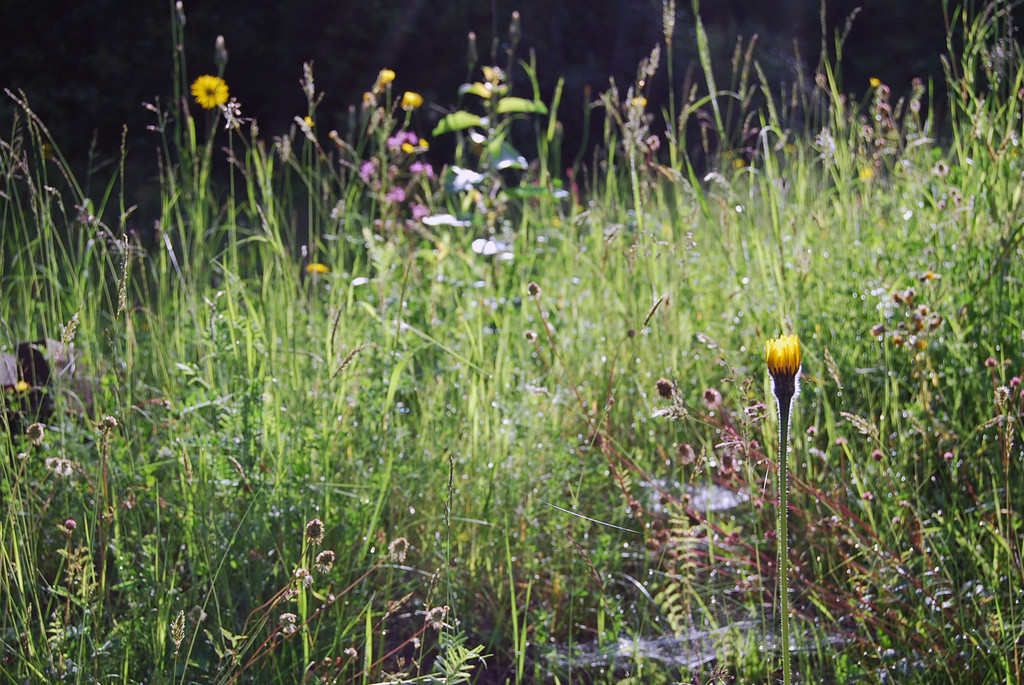 faktor NATUR wildes Eck _7_.JPG