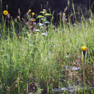 faktor NATUR wildes Eck _7_.JPG