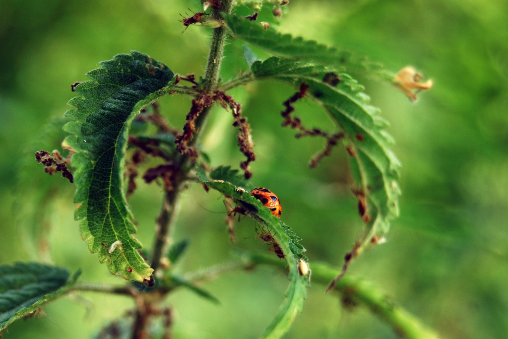 faktor NATUR wildes Eck _8_.jpg