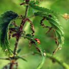 faktor NATUR wildes Eck _8_.jpg