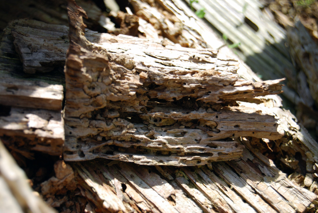 faktor NATUR wildes Eck _9_.jpg