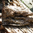 faktor NATUR wildes Eck _9_.jpg