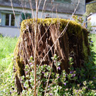 faktor NATUR wildes Eck _10_.jpg