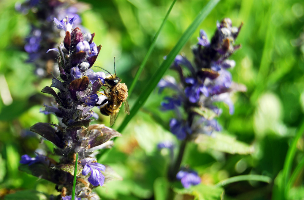 faktor NATUR wildes Eck _11_.jpg